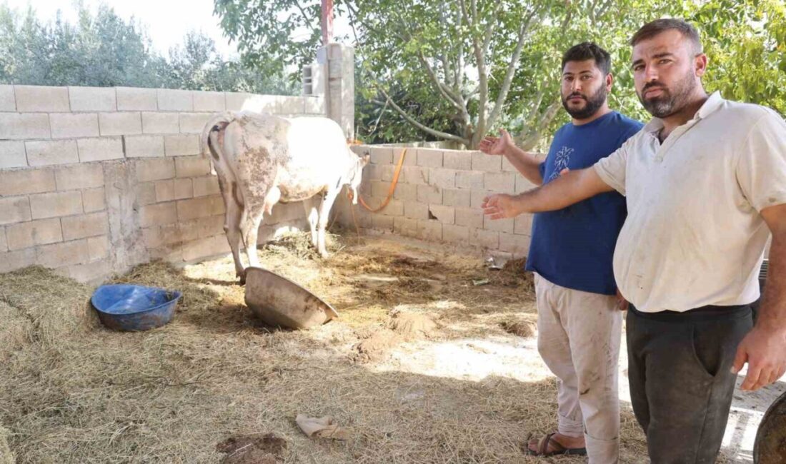 Hatay’ın Kırıkhan ilçesinde SAT-1 tipi şap hastalığının ortaya çıkmasından sonra,