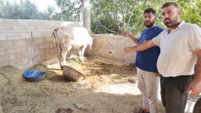 Hatay’ın Kırıkhan ilçesinde SAT-1 tipi şap hastalığının ortaya çıkmasından sonra,