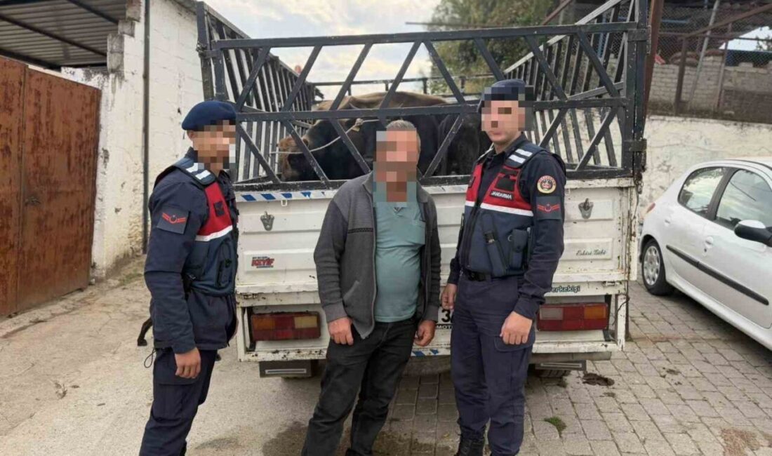 Aydın’ın Koçarlı ilçesinde çaldığı 4 büyükbaş hayvanı sattığı tespit edilen