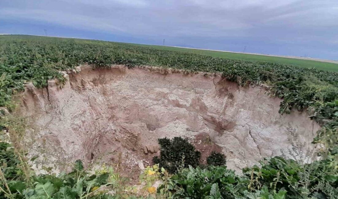 Konya’nın Karapınar ilçesinde, Fevzipaşa Mahallesi’nde pancar ekili bir tarlada yeni