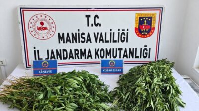 Manisa’da gerçekleştirilen uyuşturucu operasyonlarında 156 kök kenevir, 10.865 sentetik ecza