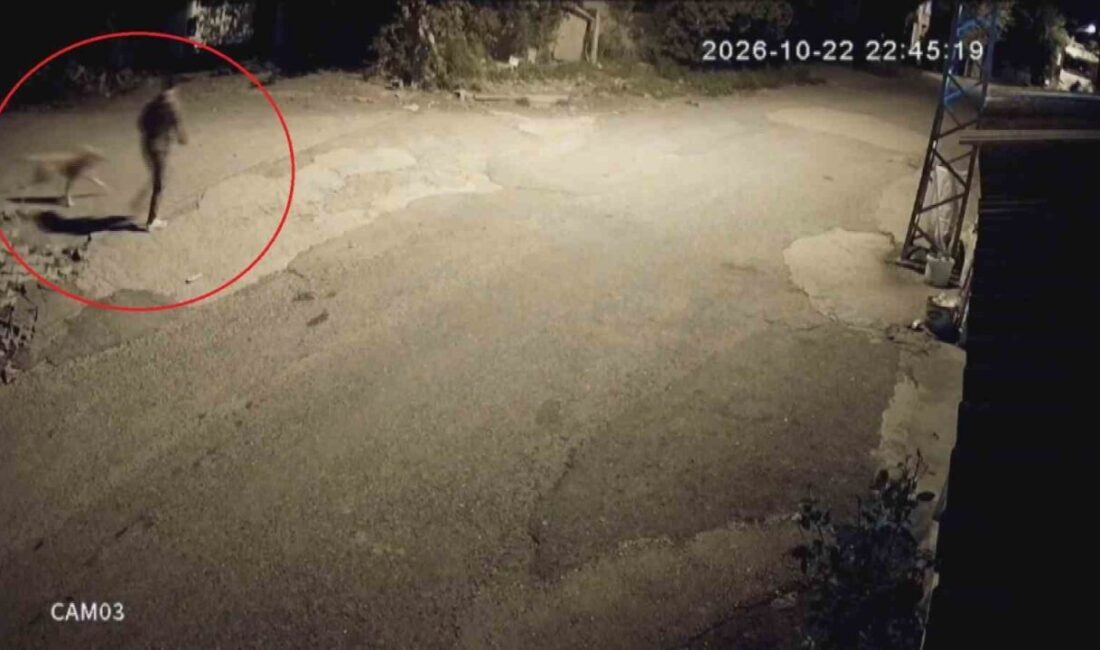 Dörtyol ilçesinde bir aile, uzun süredir baktığı golden cinsi köpekleri