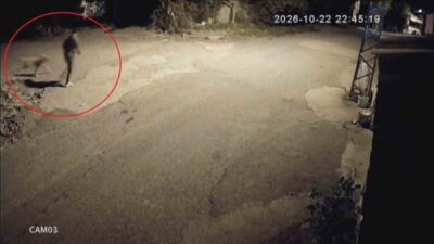 Dörtyol ilçesinde bir aile, uzun süredir baktığı golden cinsi köpekleri