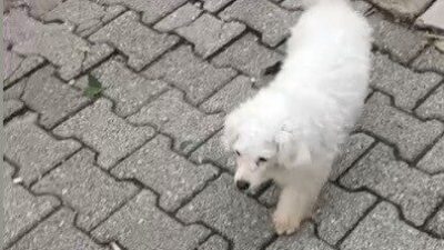 Kadirli ilçesinde, evin bahçesinden motosikletli kişiler tarafından çalınan köpek, sahibine