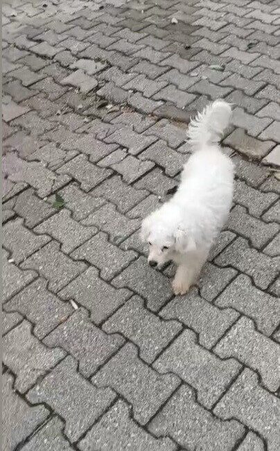 Kadirli ilçesinde, evin bahçesinden motosikletli kişiler tarafından çalınan köpek, sahibine