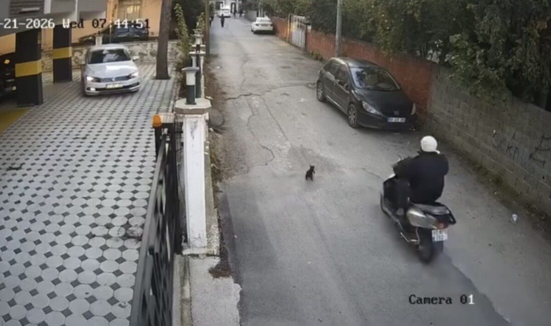 Osmaniye’de bir motosikletin çarptığı kedinin acı dolu anları, maalesef hayvanın