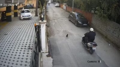 Osmaniye’de bir motosikletin çarptığı kedinin acı dolu anları, maalesef hayvanın
