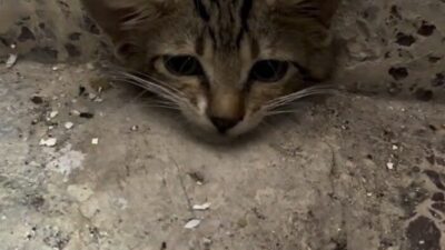 Osmaniye’de bir evin su giderine sıkışan yavru kedi, itfaiye ekiplerinin