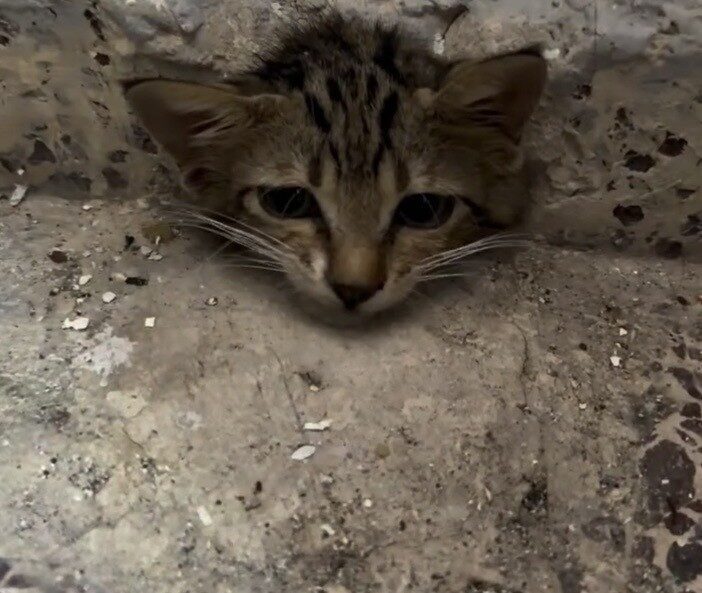 Osmaniye’de bir evin su giderine sıkışan yavru kedi, itfaiye ekiplerinin