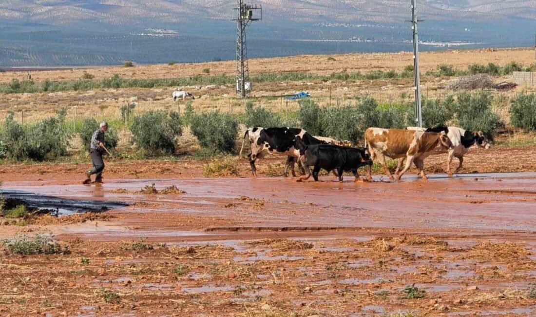 Hatay’ın Reyhanlı ilçesinde gerçekleşen şiddetli yağış, kısa sürede sele neden