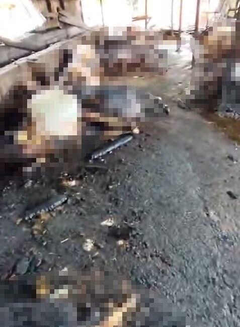 Silivri ilçesinde bir ahırda meydana gelen yangında, 14’ü gebe olan