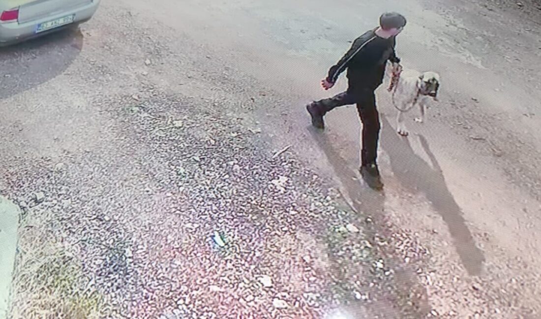 Şanlıurfa’nın Siverek ilçesindeki bir evden Kangal cinsi bir köpek, bilinmeyen