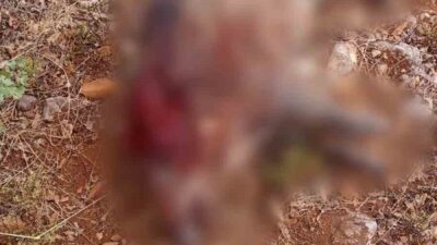 Sivrihisar ilçesindeki Sarıkavak Mahallesi’nde tarım arazilerine zarar veren yaban domuzları,