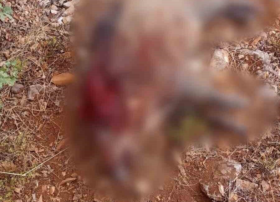 Sivrihisar ilçesindeki Sarıkavak Mahallesi’nde tarım arazilerine zarar veren yaban domuzları,
