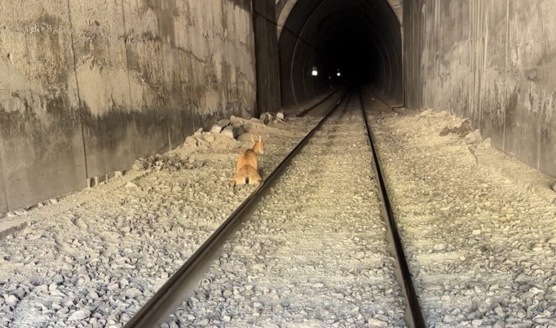 Elazığ, Palu ilçesi Beyhan beldesinde meydana gelen bir olayda, koruma