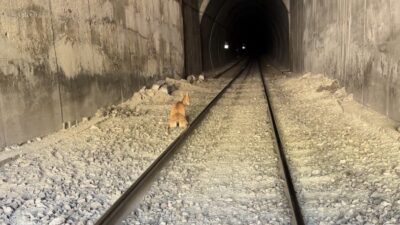 Elazığ, Palu ilçesi Beyhan beldesinde meydana gelen bir olayda, koruma