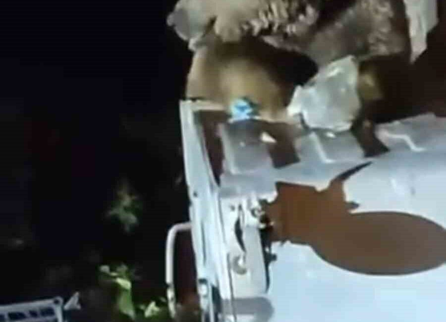 Uludağ’da aç kalan bir ayı, Sarıalan bölgesinde yiyecek bulmak için