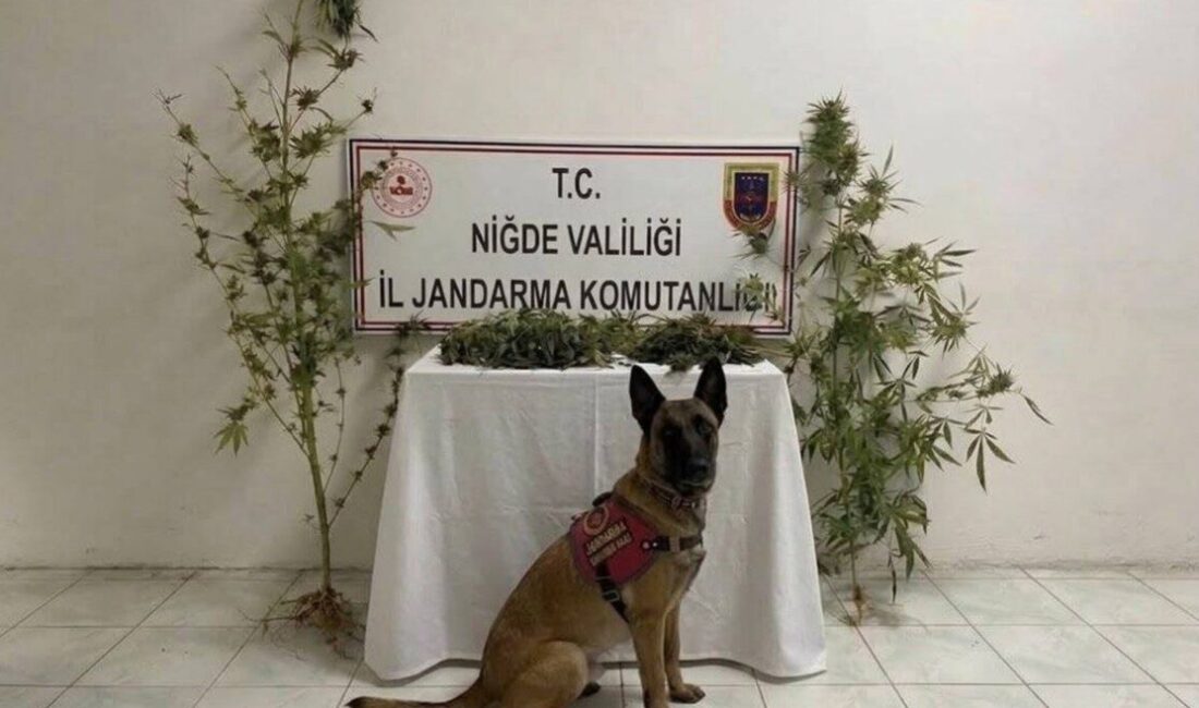 Niğde’nin Ulukışla ilçesinde Jandarma ekipleri tarafından gerçekleştirilen uyuşturucu operasyonunda 350