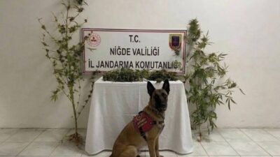 Niğde’nin Ulukışla ilçesinde Jandarma ekipleri tarafından gerçekleştirilen uyuşturucu operasyonunda 350