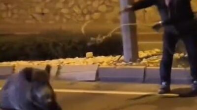 Aydın’ın Söke ilçesinde bir aracın çarpması sonucu yaralanan yoldaki yaban