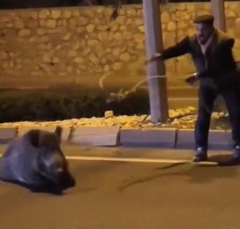 Aydın’ın Söke ilçesinde bir aracın çarpması sonucu yaralanan yoldaki yaban