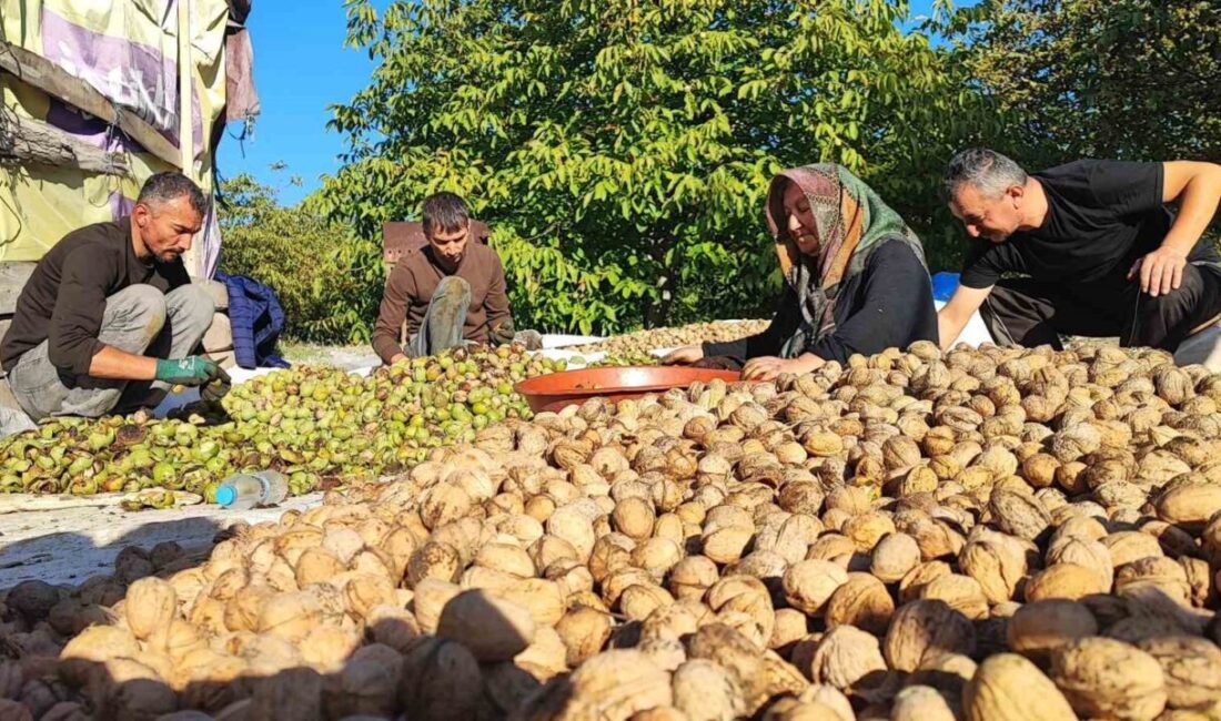 Yozgat’ta ceviz hasadı başladı. Üreticiler, ağaçlardan 5 metrelik sırıklar kullanarak