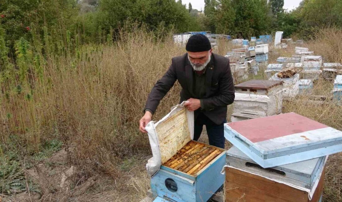 Yozgat’ın Sorgun ilçesine bağlı Karaveli köyünde 13 dönümlük alanda yetiştirilen