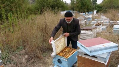 Yozgat’ın Sorgun ilçesine bağlı Karaveli köyünde 13 dönümlük alanda yetiştirilen