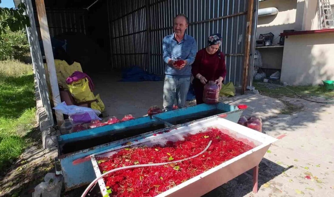 Yozgat’ın Çandır ilçesinde, doğal olarak yetişen gilaburu meyvesi hasat zamanı