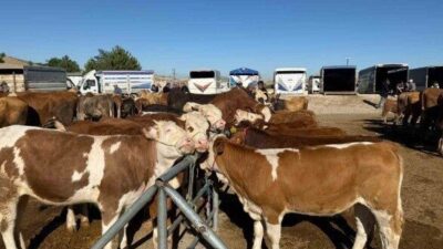Yozgat ilinde, Sorgun ilçesinin dışında diğer hayvan pazarları da faaliyete
