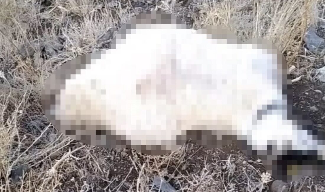 Hakkari’nin Yüksekova ilçesinde, Armutdüzü köyü yaylasında otlatılan koyun sürüsüne yıldırım