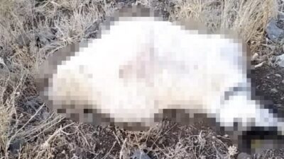 Hakkari’nin Yüksekova ilçesinde, Armutdüzü köyü yaylasında otlatılan koyun sürüsüne yıldırım